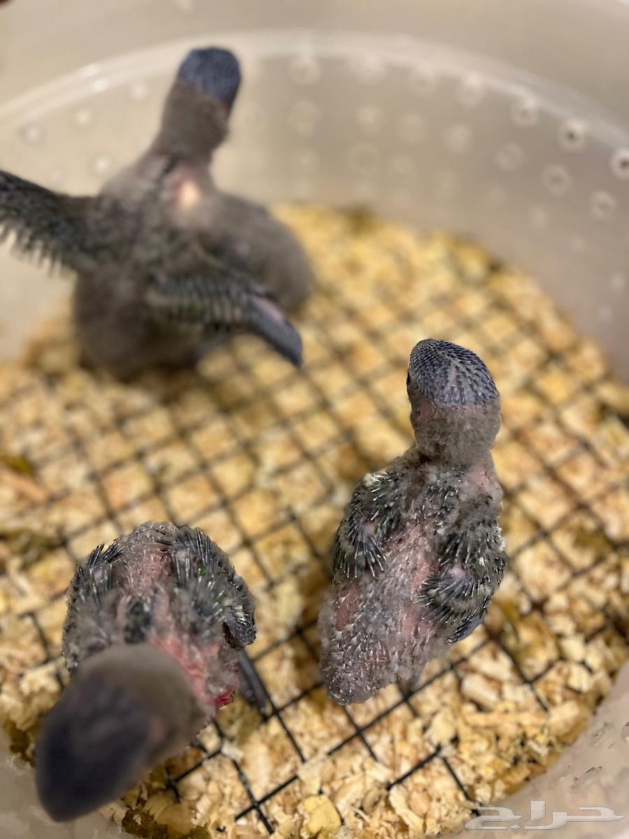 Local production lorikeet chicks, sold individually and in bulk64545687411331111