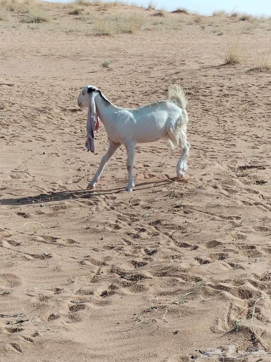 جفره طيبه للبيع64545743590914110