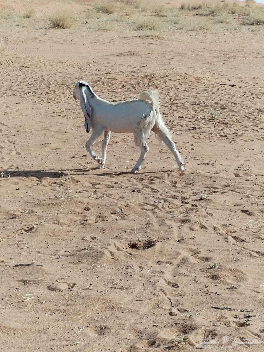 جفره طيبه للبيع64545743590914111