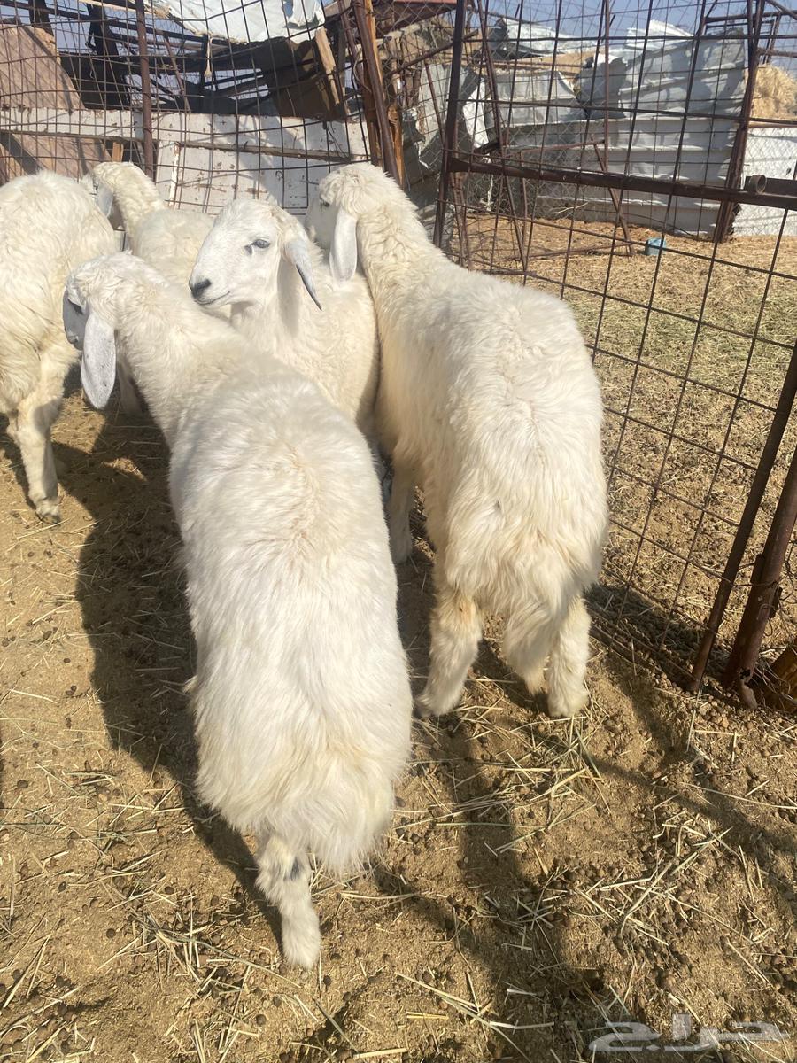 Lamb meat for slaughter with slaughtering and delivery64545913385987111