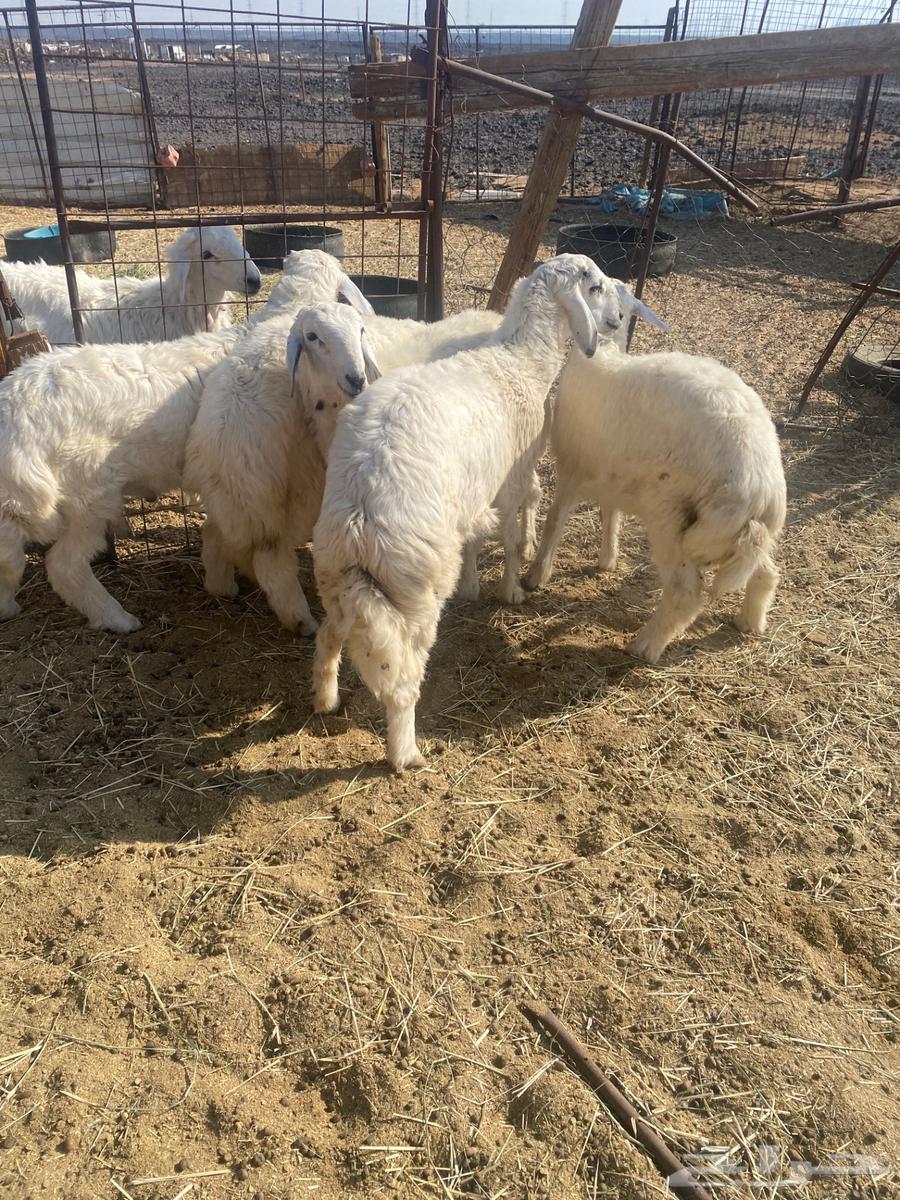 Lamb meat for slaughter with slaughtering and delivery64545913385987112