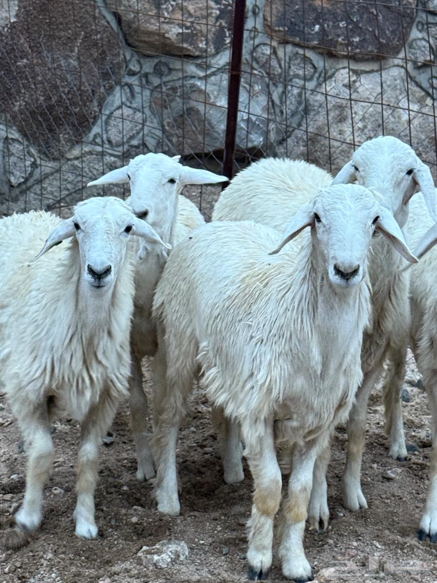 طليان ورخال64546158864513110