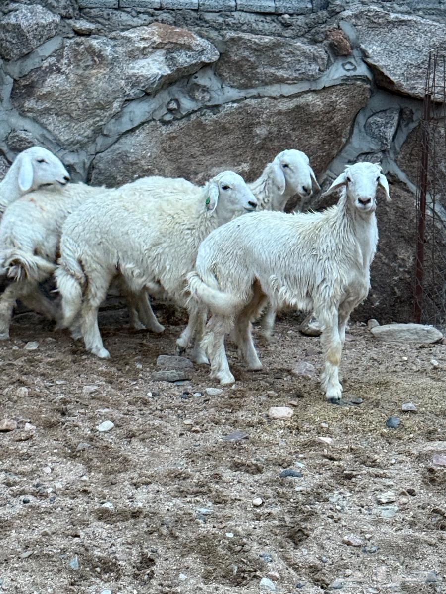 طليان ورخال64546158864513111