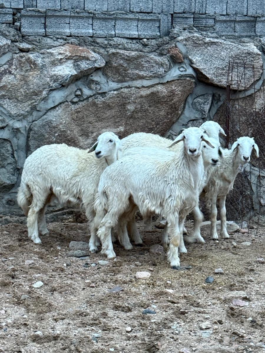 طليان ورخال64546158864513112