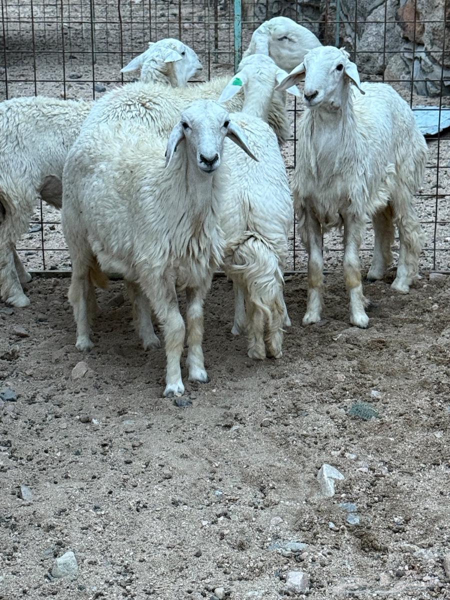 طليان ورخال64546158864513114