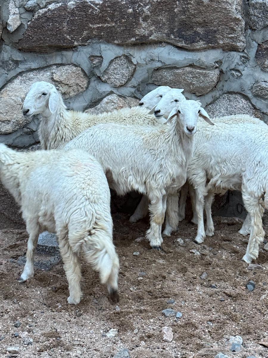 طليان ورخال64546158864513113