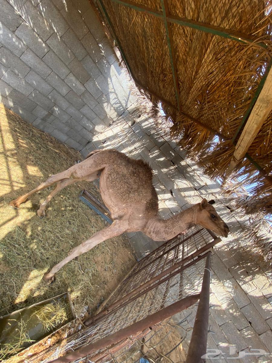 قعود للبيع64546393394050111