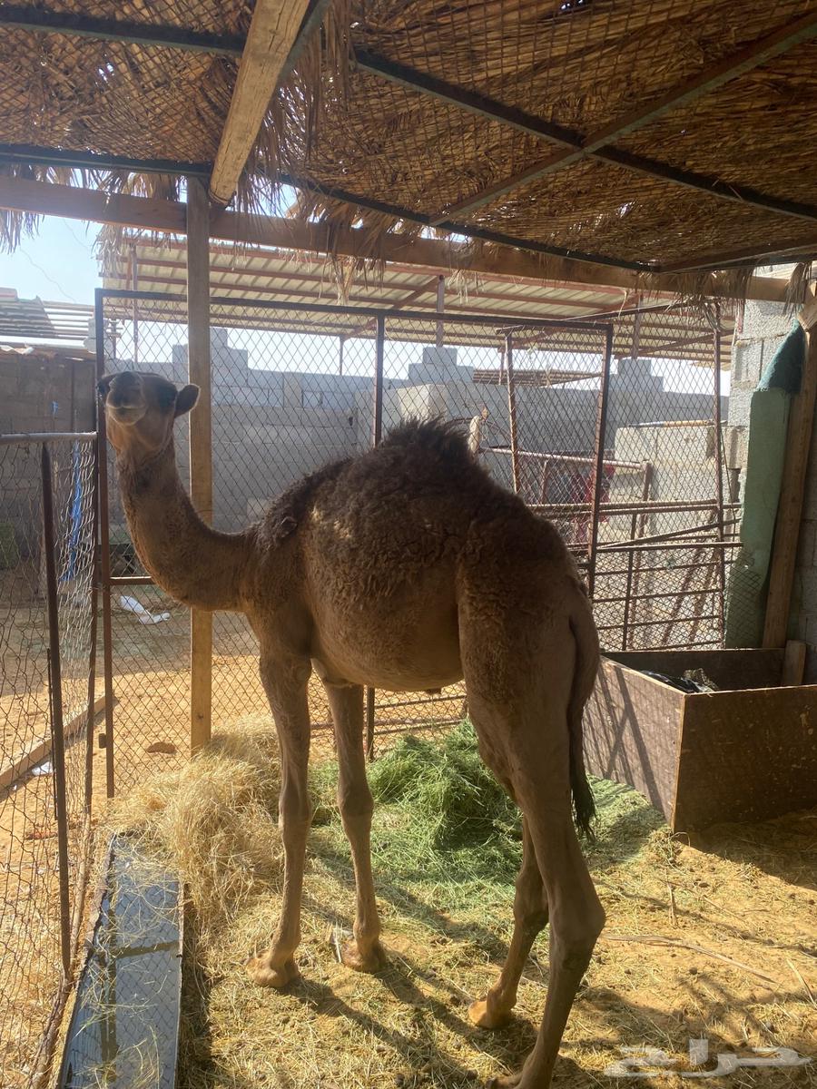 قعود للبيع64546393394050112