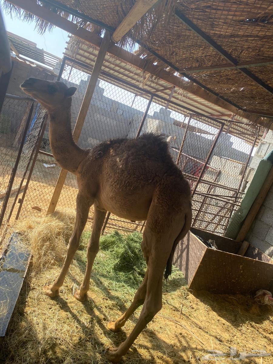 قعود للبيع64546393394050110