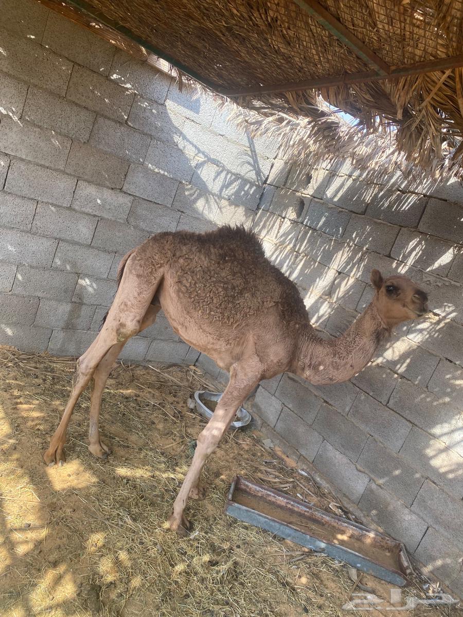 قعود للبيع64546393394050113