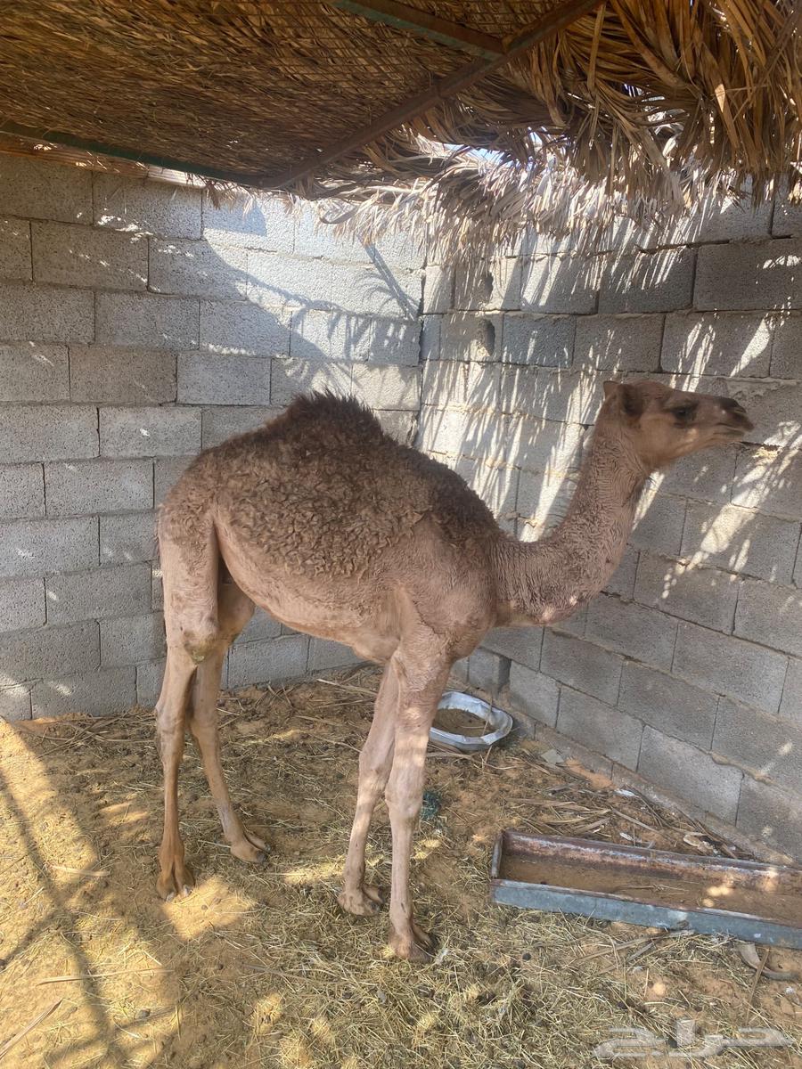 قعود للبيع64546393394050114