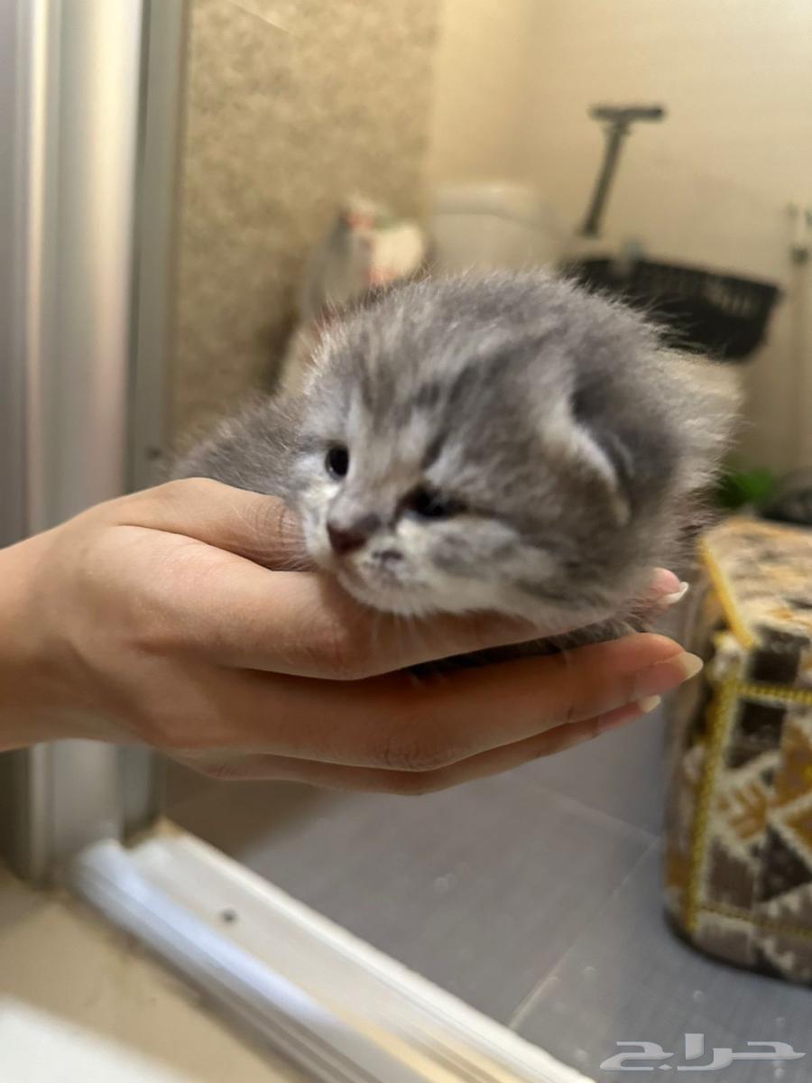 كيتنز بريتيش سكوتش فولد شيرازي للبيع باسعار ممتازه64546567756291114