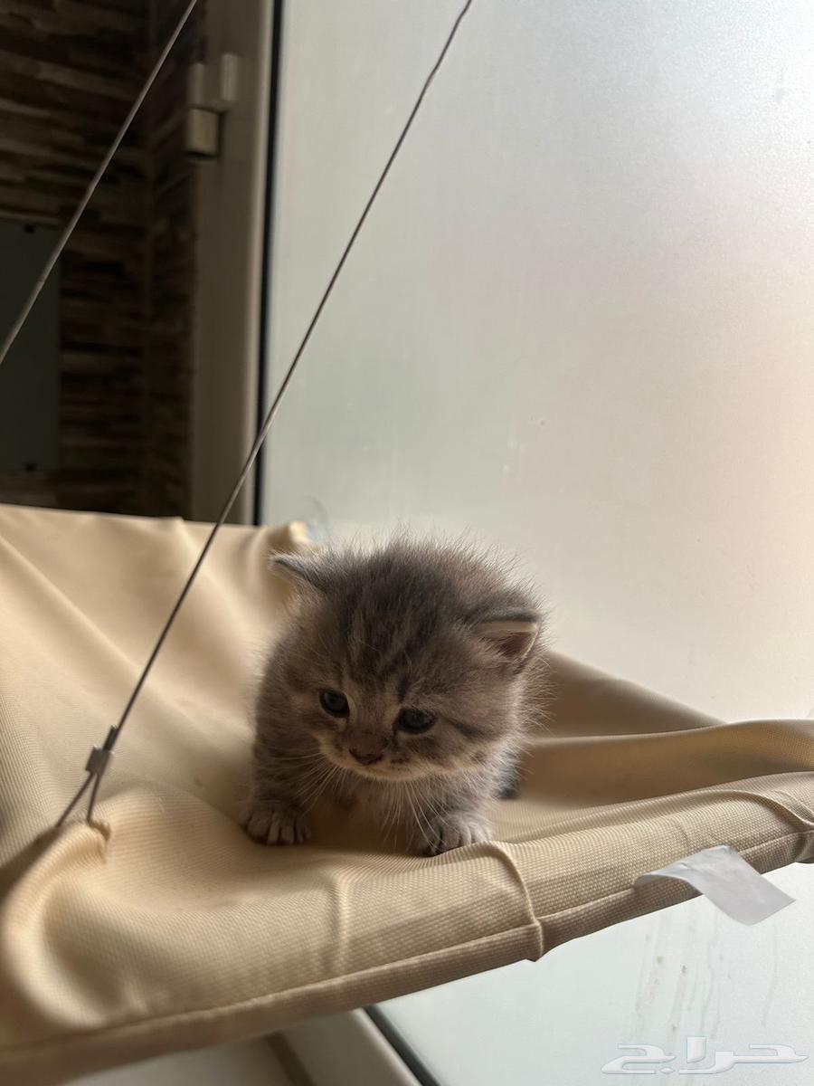 كيتنز بريتيش سكوتش فولد شيرازي للبيع باسعار ممتازه64546567756291113