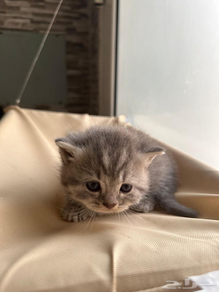 كيتنز بريتيش سكوتش فولد شيرازي للبيع باسعار ممتازه64546567756291112