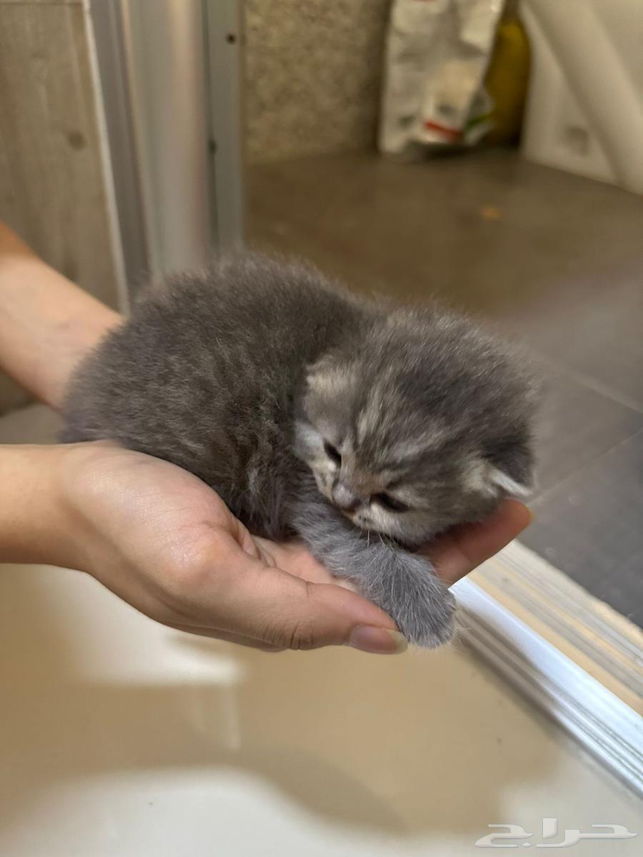 كيتنز بريتيش سكوتش فولد شيرازي للبيع باسعار ممتازه64546567756291111