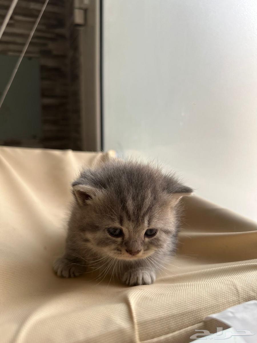 كيتنز بريتيش سكوتش فولد شيرازي للبيع باسعار ممتازه64546567756291110