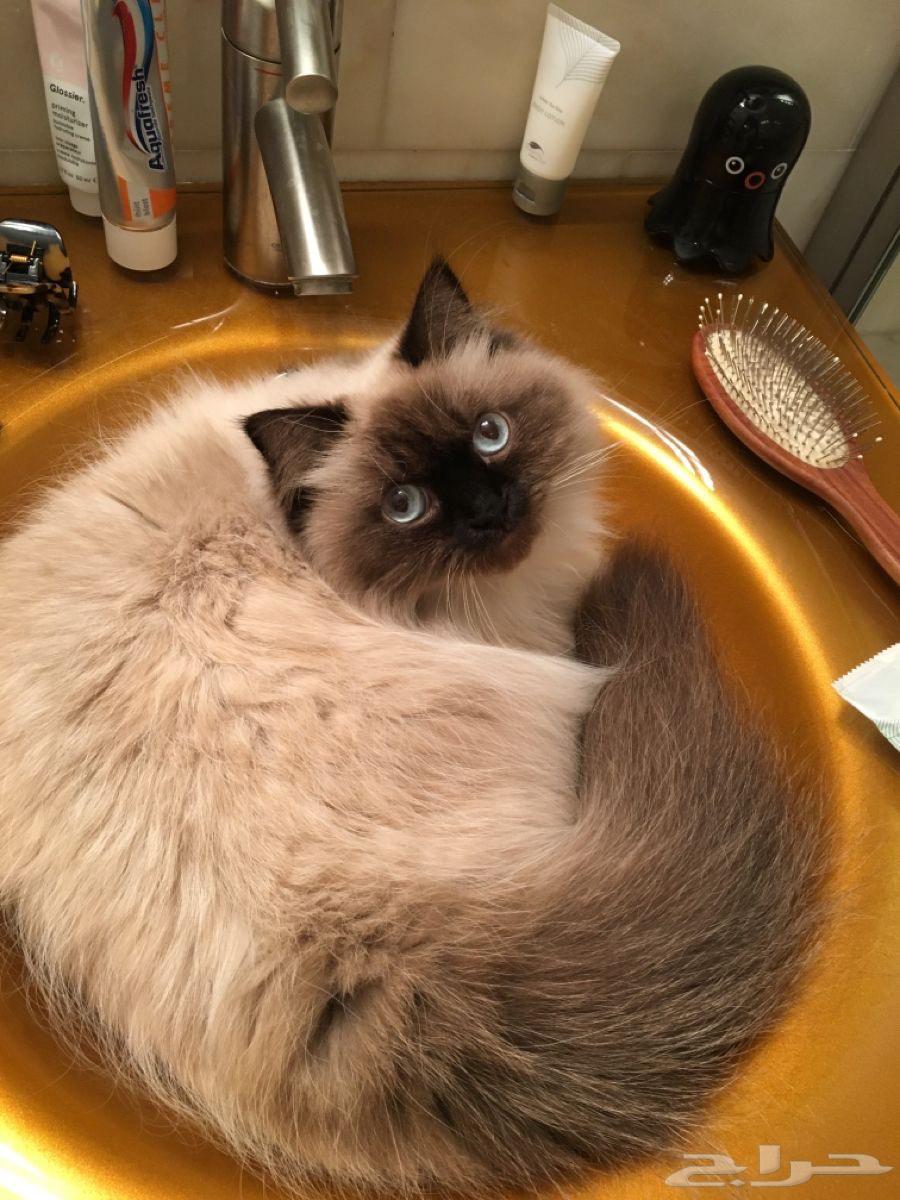 قطتين هملايا مدلله ونظيفه وللبيع مو تبني64547207880321114