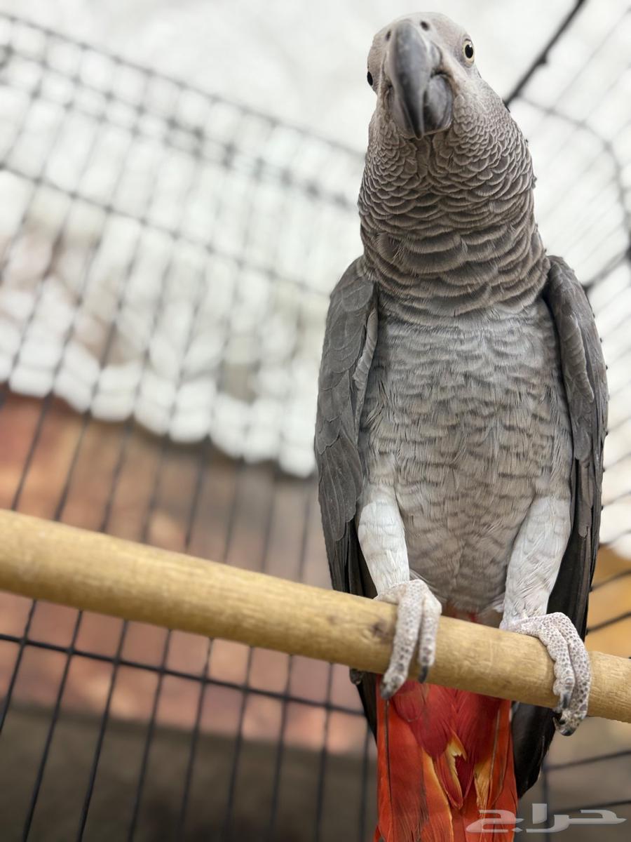 كاسكو كابتن كلام كبير جاهز للإنتاج64547791429378112