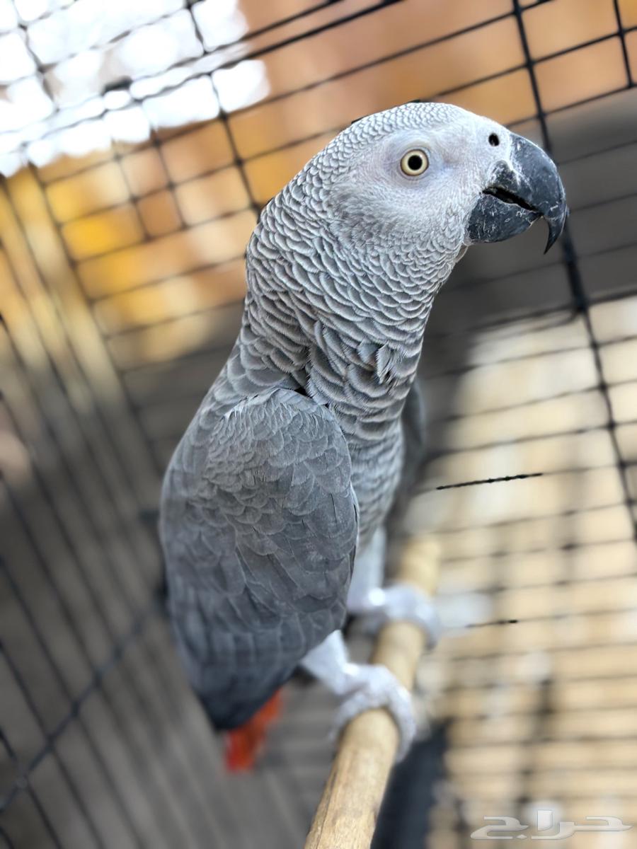 كاسكو كابتن كلام كبير جاهز للإنتاج64547791429378111