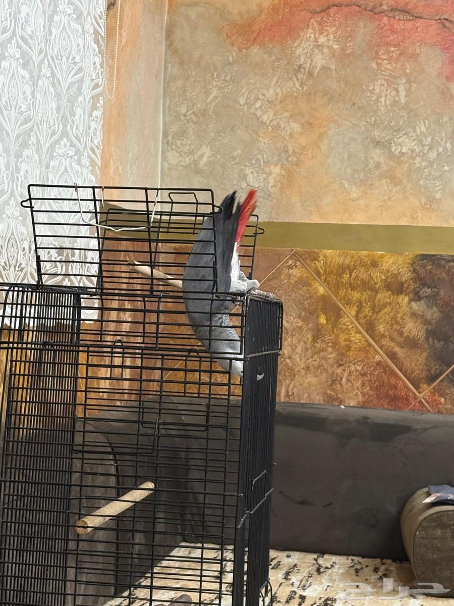 كاسكو كابتن كلام كبير جاهز للإنتاج64547791429378113