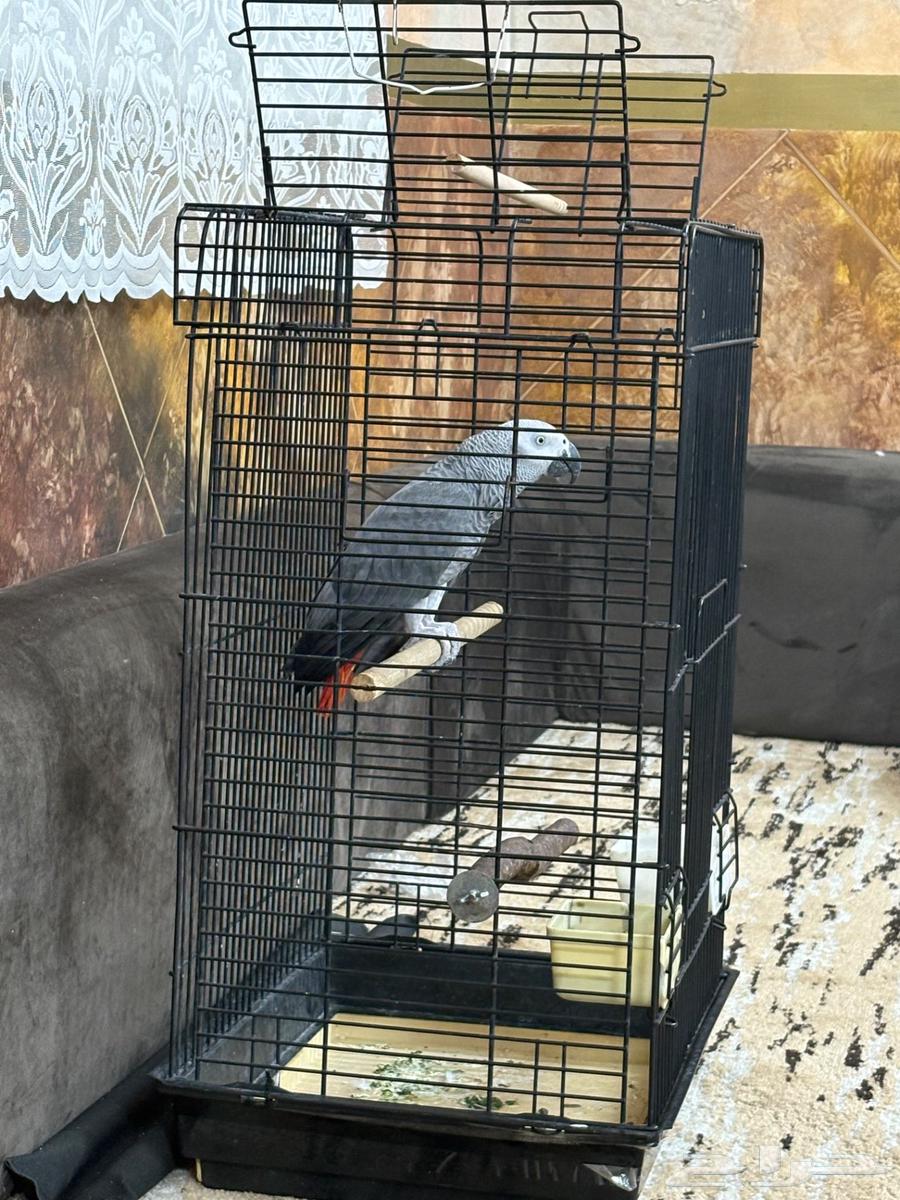 كاسكو كابتن كلام كبير جاهز للإنتاج64547791429378114