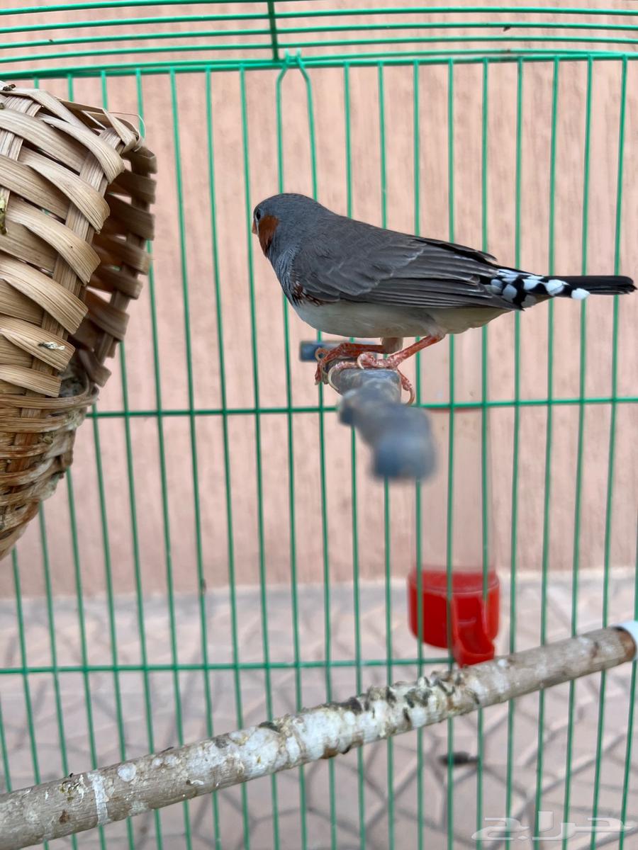 Zakar Hassoun Zebra Product64547972537217110