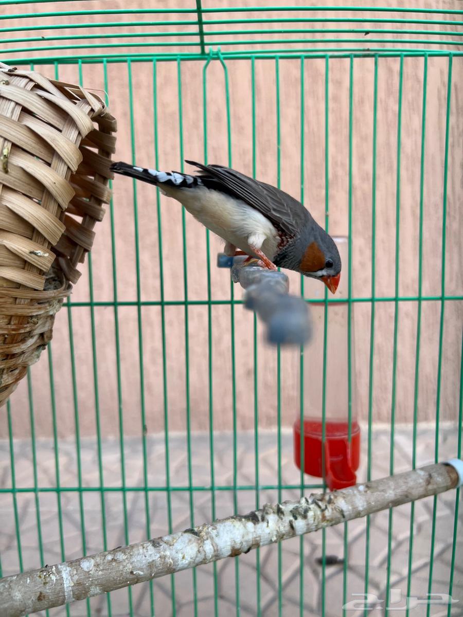 Zakar Hassoun Zebra Product64547972537217111