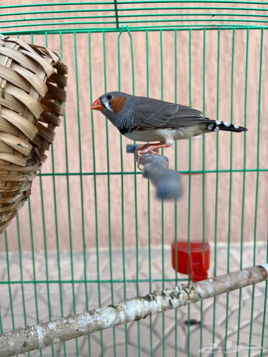 Zakar Hassoun Zebra Product64547972537217112