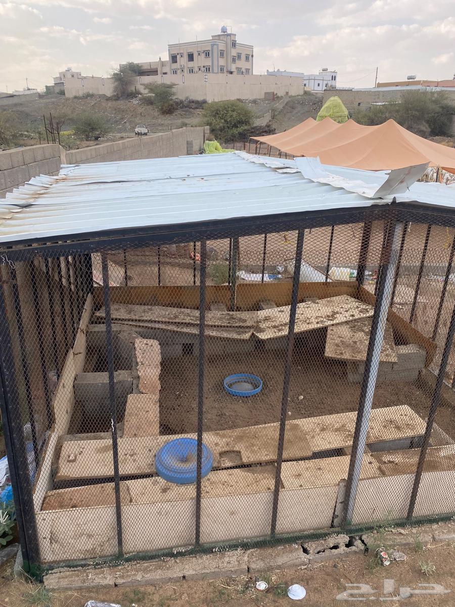 Small mesh bird net sold sold64549261449089110