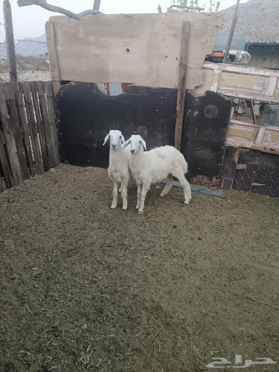 Rakhlin Freedom Locked64549303691906110