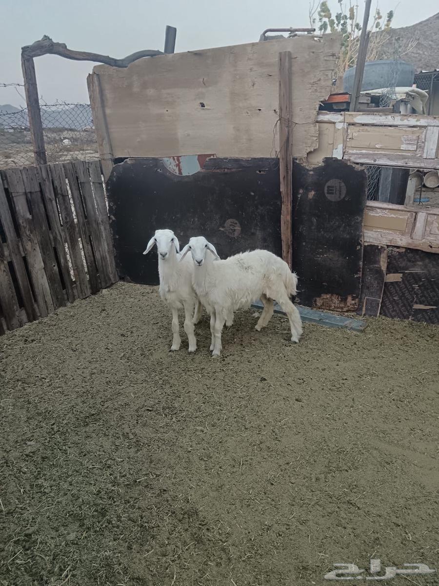 Rakhlin Freedom Locked64549303691906111