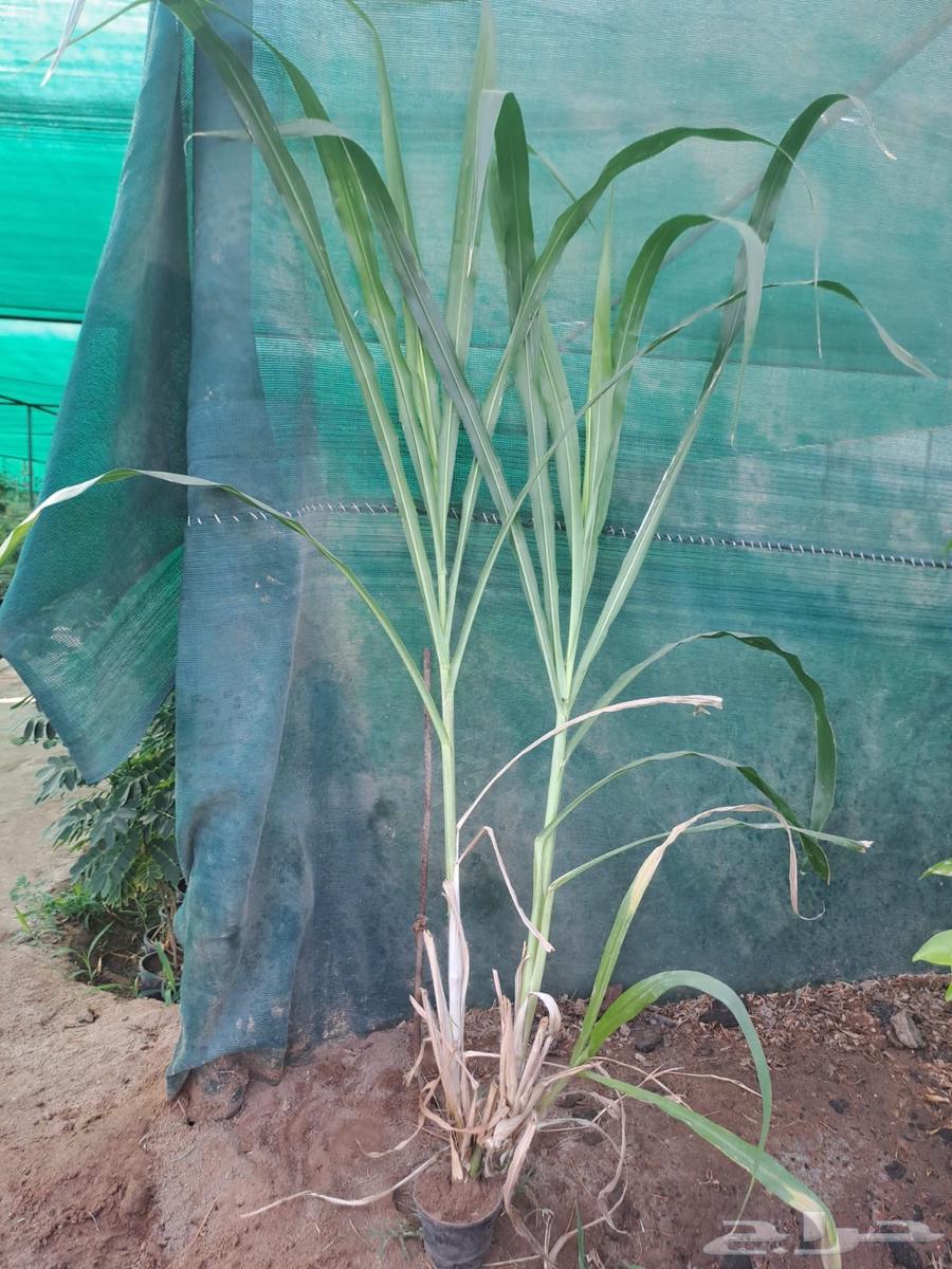 شتلات علف بونيكام استرالي ان بي ايه64549373594115113