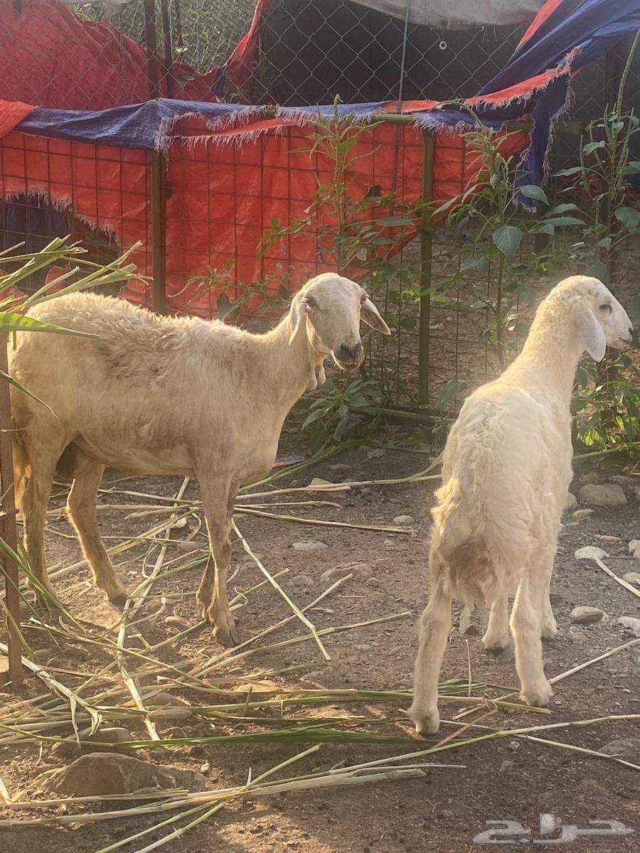 ضان وحده رباع تبعها طلي64549613148546110