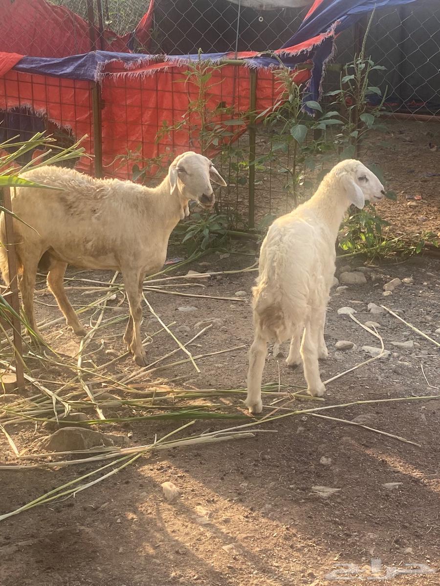 ضان وحده رباع تبعها طلي64549613148546111