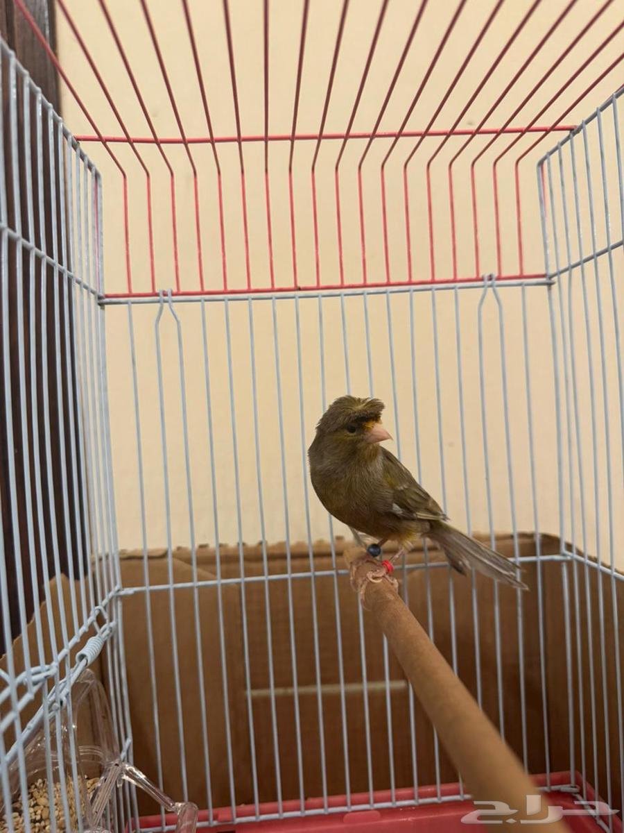 كناري تغريد نار( تم البيع )64550025352705112