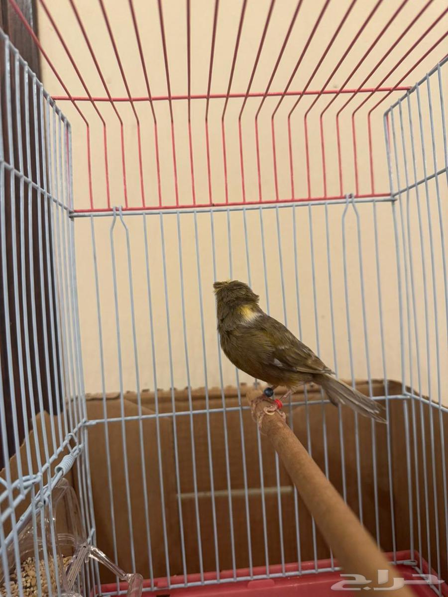 كناري تغريد نار( تم البيع )64550025352705111