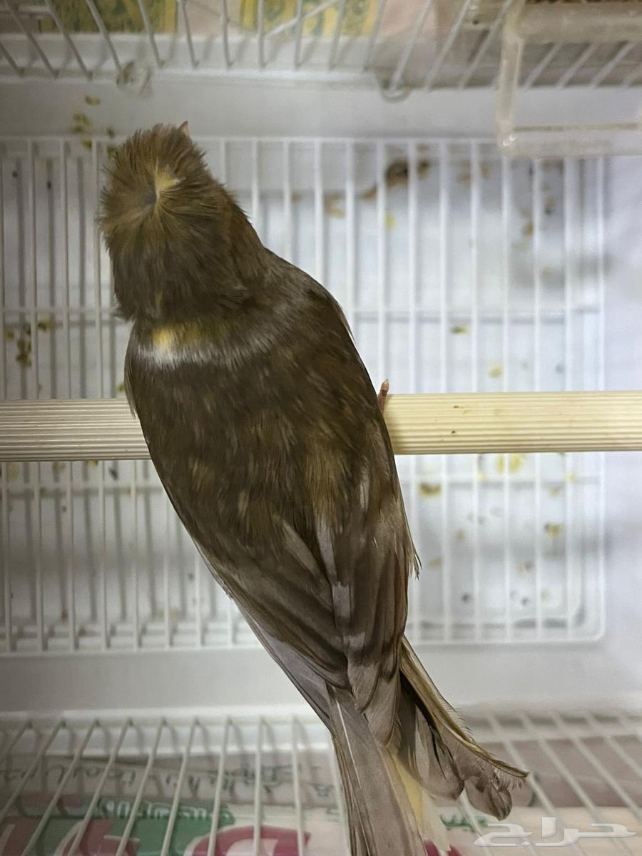 كناري تغريد نار( تم البيع )64550025352705114