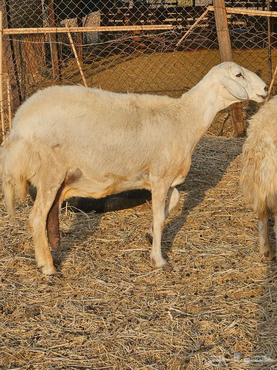 3 نعاج للبيع تم البيع64551933710595112