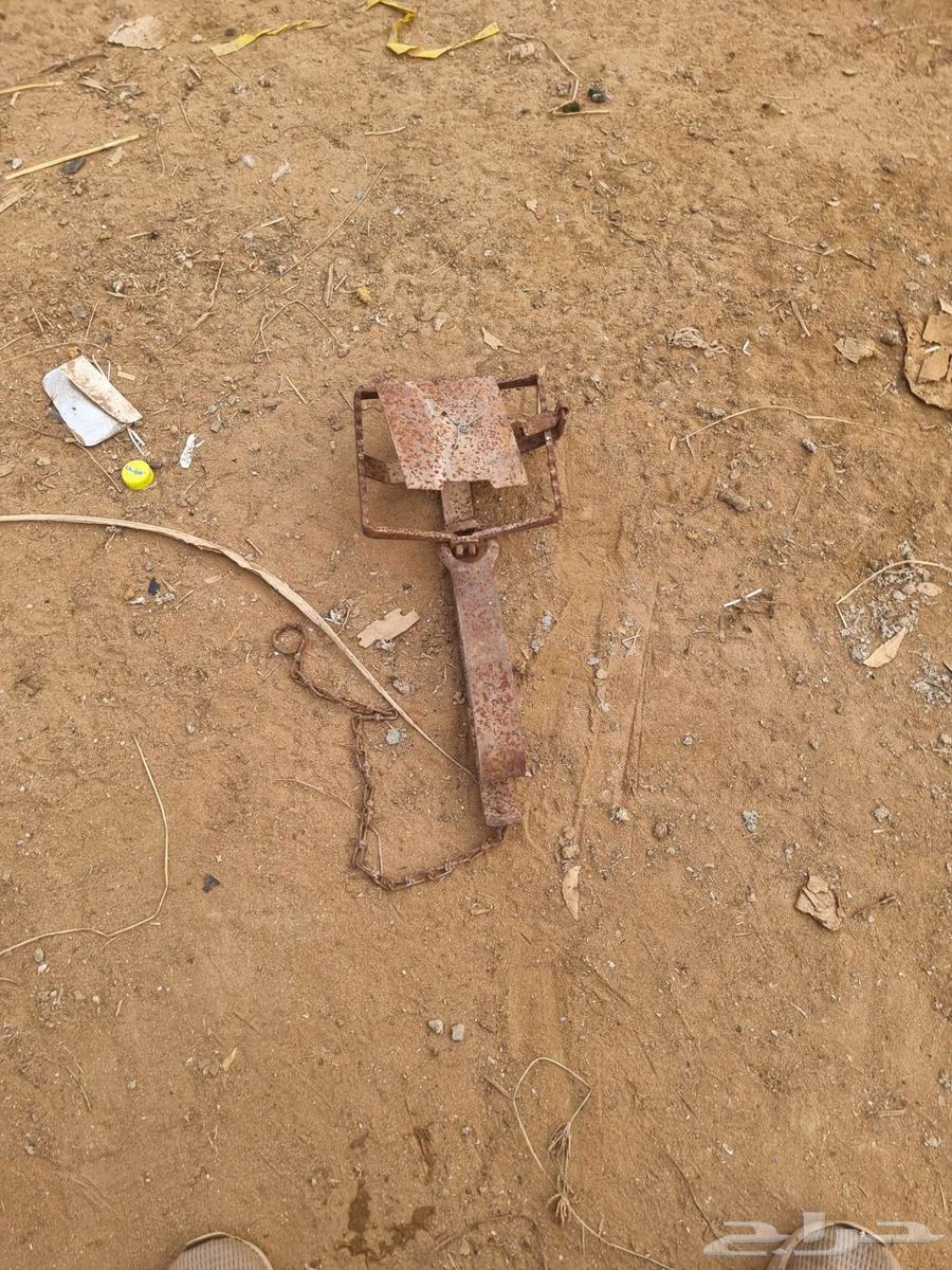 Trap or snare64553158410115113