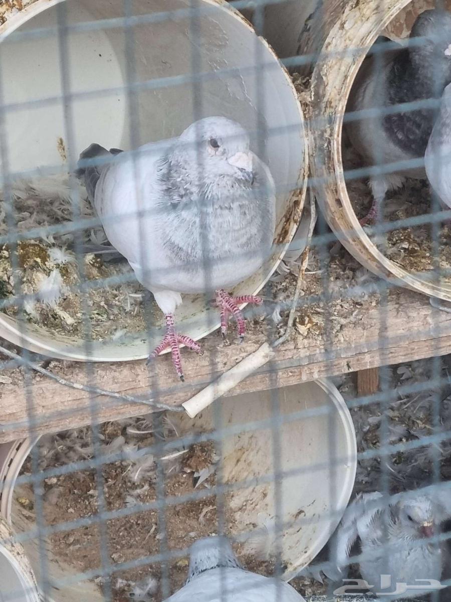 للبيع حمام زاجل آيس منتج64545132708611110