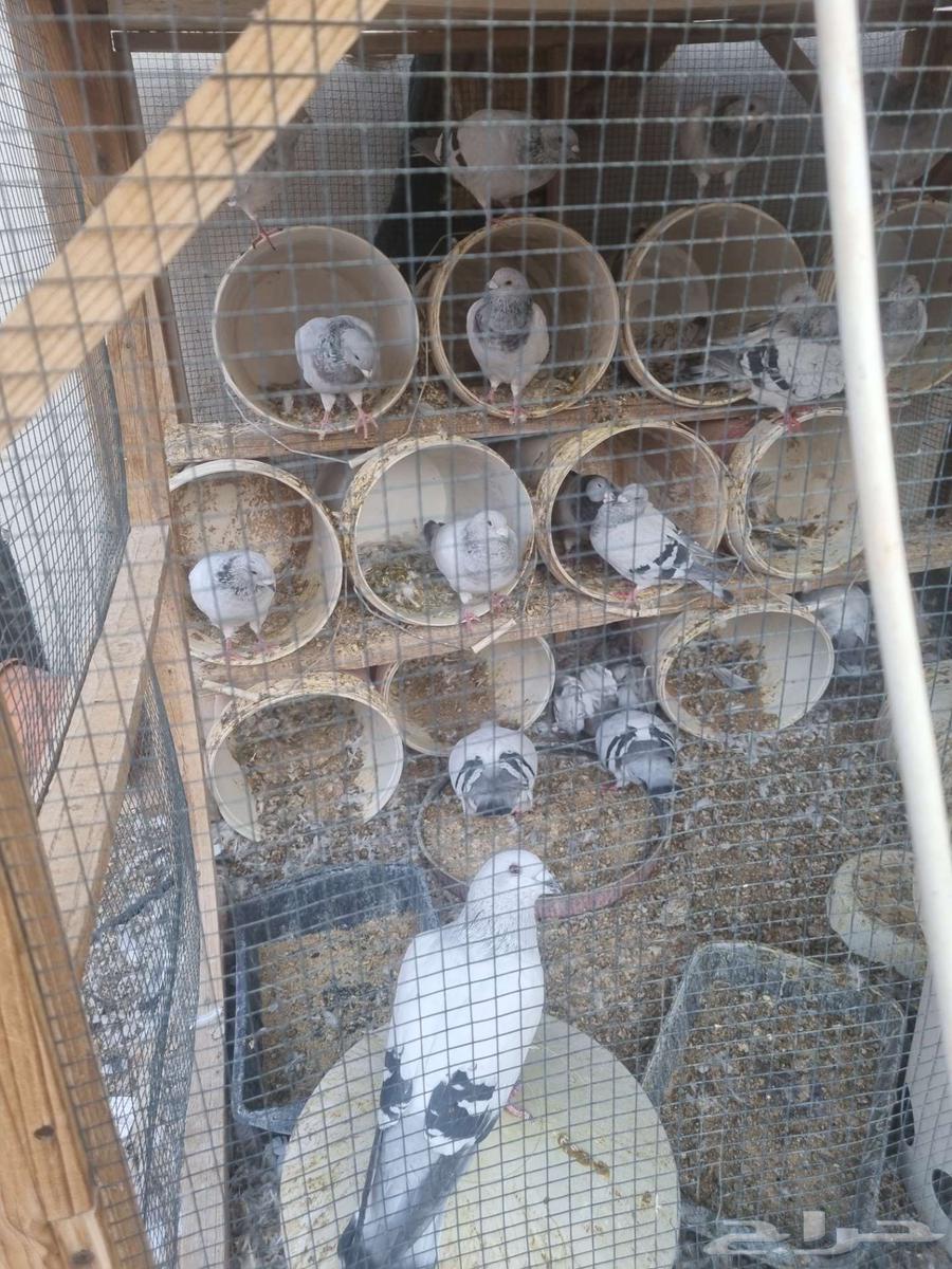 للبيع حمام زاجل آيس منتج64545132708611111