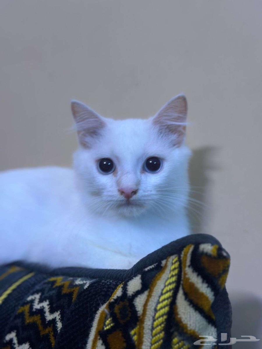 Shirazi white kittens for sale, four months old, price 100 riyals each64553553294721110