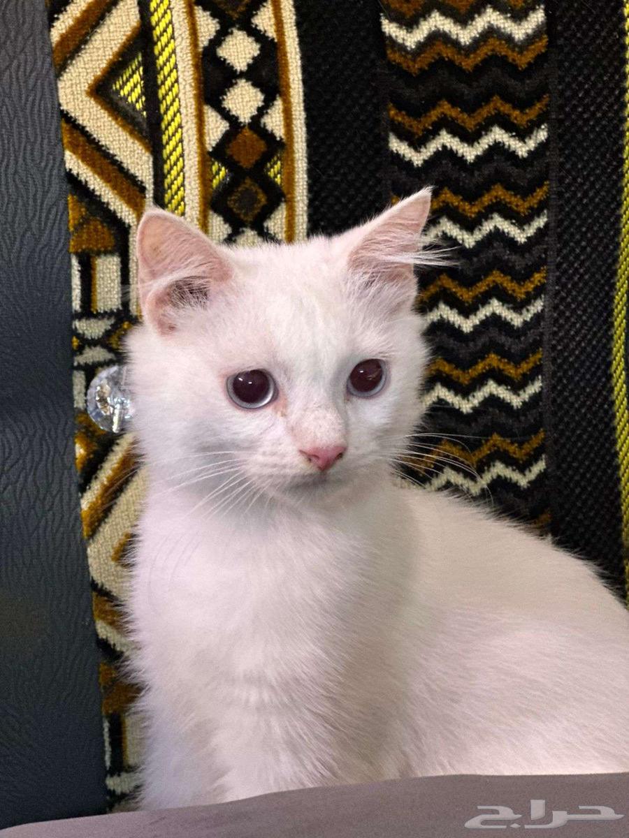Shirazi white kittens for sale, four months old, price 100 riyals each64553553294721111