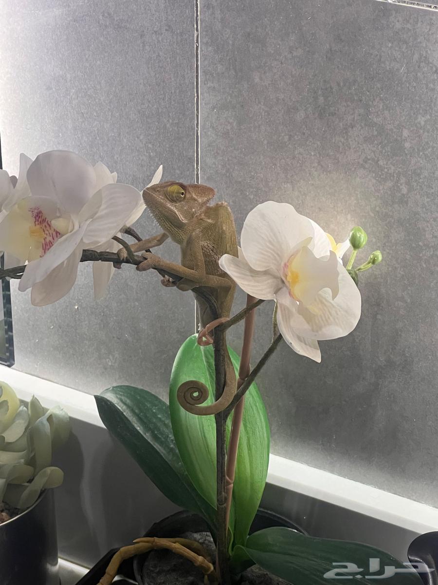 حرباء اليفه للبيع64554231020802110