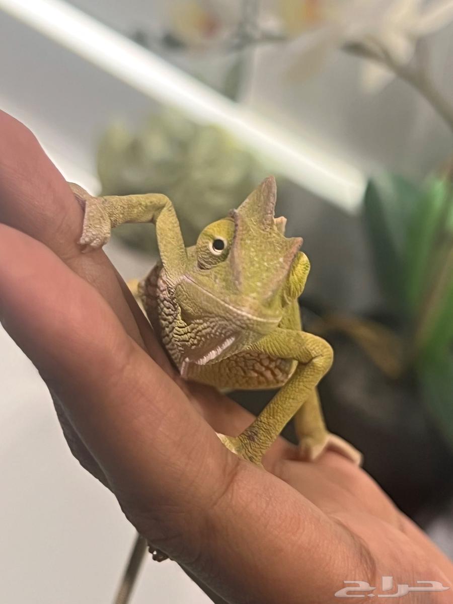 حرباء اليفه للبيع64554231020802111