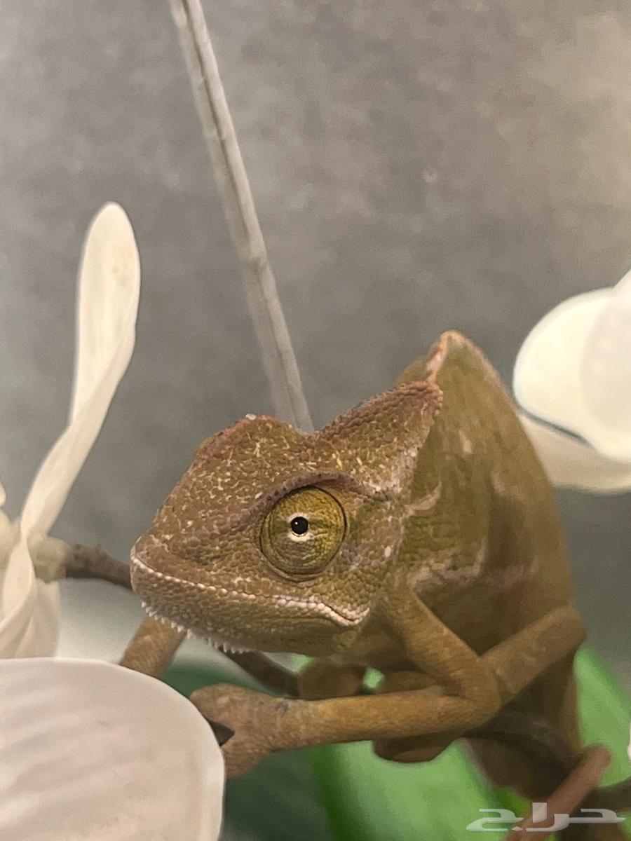 حرباء اليفه للبيع64554231020802112