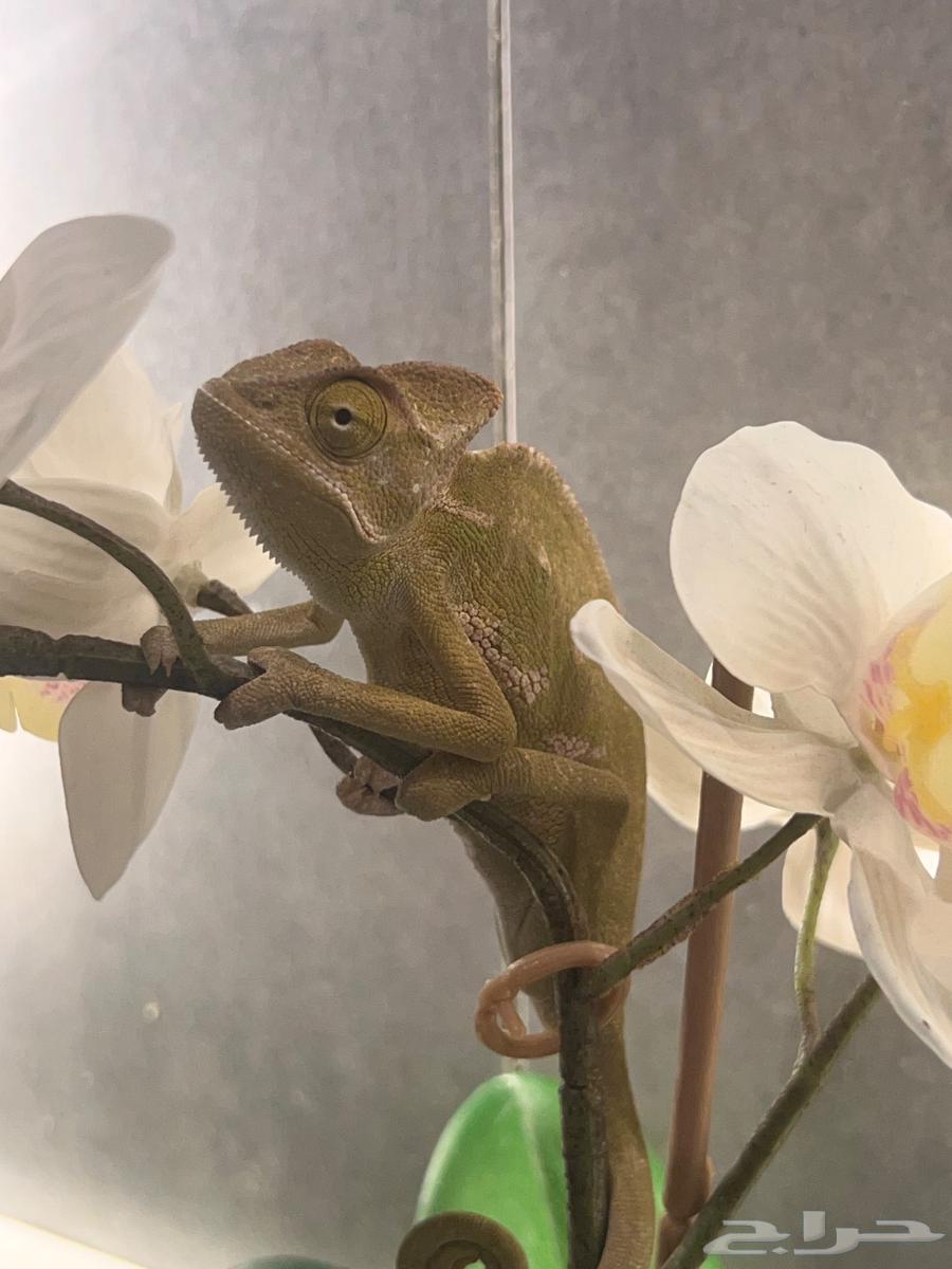 حرباء اليفه للبيع64554231020802113