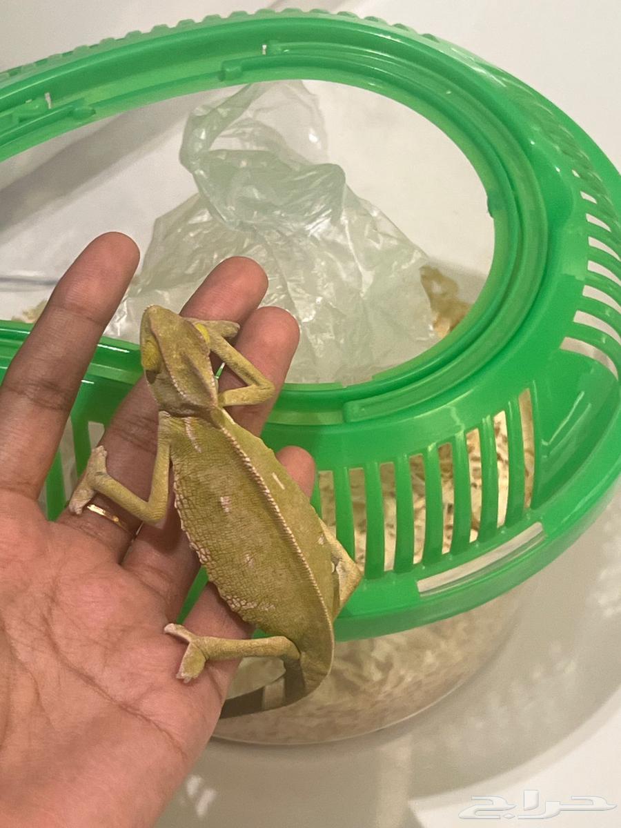 حرباء اليفه للبيع64554231020802114