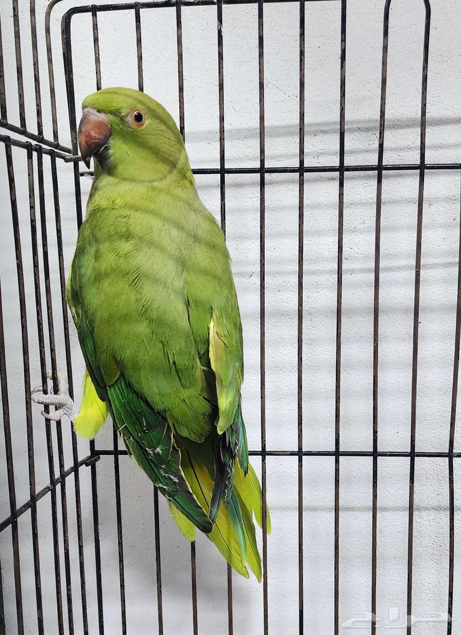 بغبغاء الدره64546540113026111