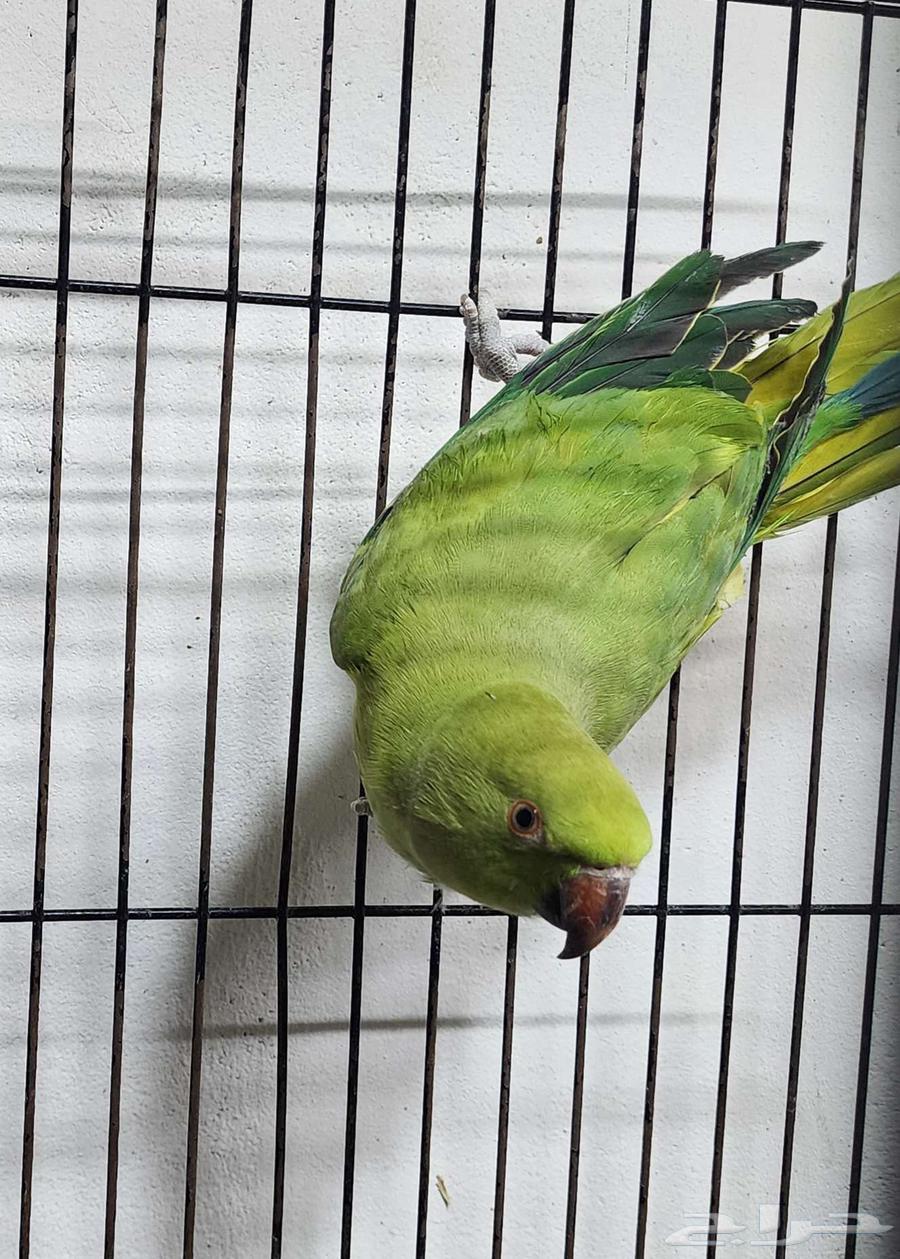 بغبغاء الدره64546540113026112